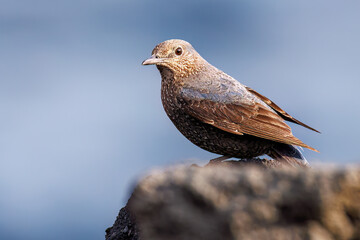 飛び立つ美しいイソヒヨドリ（ヒタキ科）
英名、学名：Blue Rock Thrush (Monticola solitarius
東京都伊豆諸島八丈島-2025年

