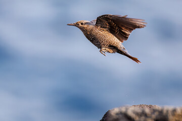 飛び立つ美しいイソヒヨドリ（ヒタキ科）
英名、学名：Blue Rock Thrush (Monticola solitarius
東京都伊豆諸島八丈島-2025年


