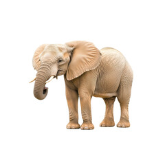 Obraz premium majestic elephant stands gracefully, showcasing its impressive size and features