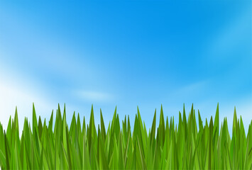 Fototapeta premium Grass green header border. Spring summer sunny landscape. Football meadow nature plant. Abstract grassland hill. Realistic light cloudy blue sky, 3d field park sunrise. Turf reed bush, eco farm vector