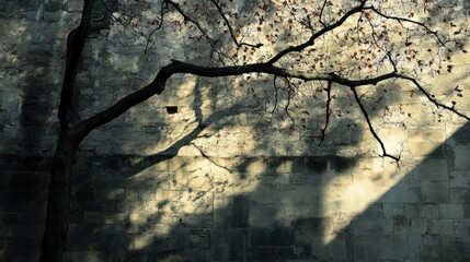 Shadows of nature cast on historic wall urban setting artistic photography daylight close-up