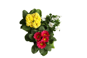 Gardening, Various flowers with bright colors arranged neatly, creating an inviting atmosphere, isolated on white, PNG