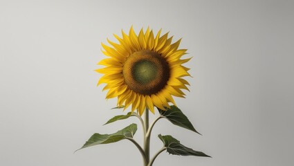 Obraz premium The Sunflower Isolated White Background