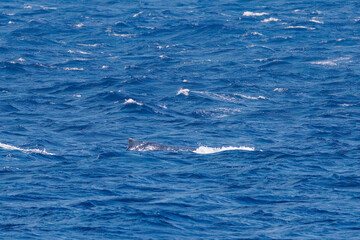 Fototapeta premium 更にこの日は港のすぐ外でザトウクジラの群れに出会えた。 絶海の孤島である、三宅島周辺は非常に海鳥の数が多い。 東海汽船東京湾～伊豆諸島八丈島、太平洋航路の橘丸船上にて - 2025 