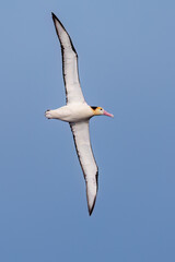 沖を飛翔する巨大なアホウドリ（アホウドリ科）。翼長は２m以上。
英名学名：Short-tailed albatross, Phoebastria albatrus
絶海の孤島である、三宅島周辺は非常に海鳥の数が多い。
東海汽船東京湾～伊豆諸島八丈島、太平洋航路の橘丸船上にて - 2025
