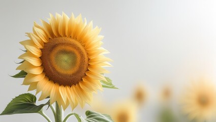 Obraz premium Beautiful Sunflower Isolated White Background
