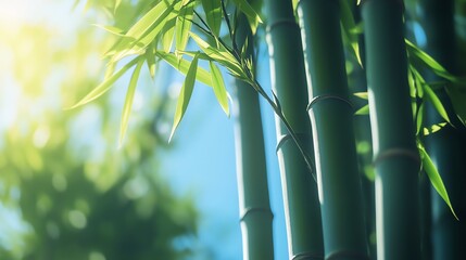 Stunning low-angle banner with copy space, vibrant bamboo trees under a blue morning sky. Natural sunlight, sharp 8K detail—perfect for ads, branding, and artistic projects