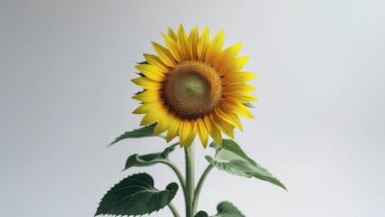 Obraz premium Beautiful Sunflower Isolated White Background
