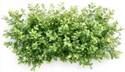 Fototapeta premium Lush Green Shrub Overhead View White Background