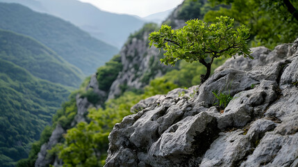 Green Tree Growing On Rocky Cliffside With Lush Mountain Valley Landscape And Blue Sky