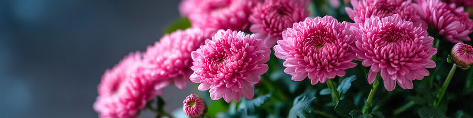 ピンクの菊の花　Generated image