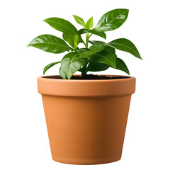 a small plant in an orange clay pot, PNG clipart with transparent background, PNG