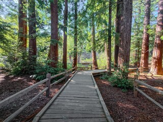 Obraz premium Serene wooden path in lush redwood forest.