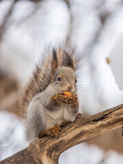 Obraz premium The squirrel with nut sits on tree in the winter or late autumn