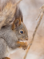 Obraz premium The squirrel with nut sits on tree in the winter or late autumn