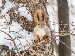 Obraz premium The squirrel with nut sits on tree in the winter or late autumn