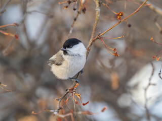 Cute bird the willow tit, song bird sitting on a branch without leaves in the winter.