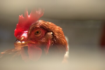 gallina, gallina, ave, animal, chacras, ave de corral, blanco, gallo, agricultura, aislada, pico, emplumar, rojo, ave de corral, naturaleza, emplumar, pollas, negro, agricultura, ganado, alimento, dom