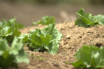 fábrica, huerta, verduras, agricultura, alimento, lactuca sativa, hojas, naturaleza, campa, organica, chacras, cagado, crecimiento, primavera, aumento, ensalada, horticultura, hojas, fresco, cosecha, 