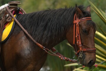caballo, animal, administrar, café, retrato, chacras, brida, padrillo, caballo, ecuestre,...