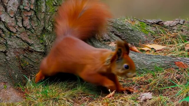 Red squirrel, gracefully come out from behind part of a sturdy tree trunk in a lush forest setting. Suitable for marketing or business purposes