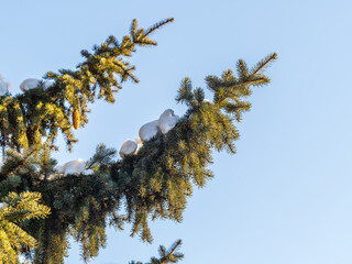 Green spruce branches with needles and cones against a blue sky in winter. Many cones on spruce. Fir tree.