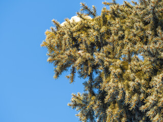 Green spruce branches with needles and cones against a blue sky in winter. Many cones on spruce....