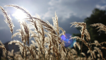 Fototapeta premium ears of wheat