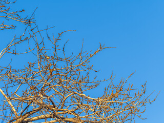The top of oak tree on a clear winter day against the blue sky background