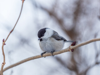 Cute bird the willow tit, song bird sitting on a branch without leaves in the winter.