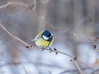 Cute bird Great tit, songbird sitting on a branch without leaves in the autumn or winter.