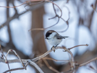 Cute bird the willow tit, song bird sitting on a branch without leaves in the winter.