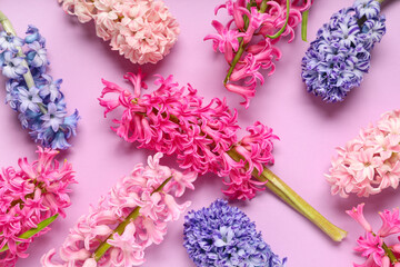 Many beautiful hyacinth flowers on purple background
