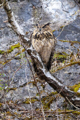 Ein schlafender Uhu frontal auf einem Baum sitzend vor einer Felswand