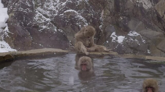 Wild Monkey Enjoying Thermal Water &ndash; A snow monkey rests in a geothermal onsen, surrounded by steam.
