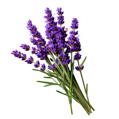 Fototapeta premium A lavender sprig with tiny purple buds