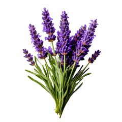 Naklejka premium A lavender sprig with tiny purple buds