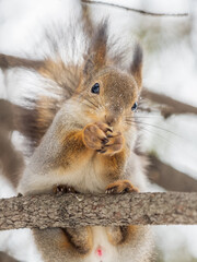 The squirrel with nut sits on tree in the winter or late autumn