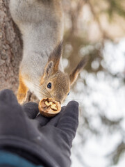 Squirrel eats nuts from a man's hand. Caring for animals in winter or autumn.