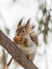 Obraz premium The squirrel with nut sits on tree in the winter or late autumn