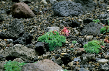 Dicentra, Komakusa, in volcanic mountain Akita-Komagatake, Akita, Japan