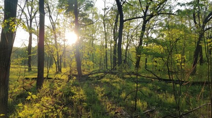 Obraz premium Serene Sunrise in Lush Forest Surrounded by Greenery and Sunlight