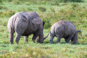 Obraz premium Close-up of an encounter with a White Rhinoceros -Ceratotherium simum- accompanied by its young, grazing in Lake Nakuru national park, Kenya.