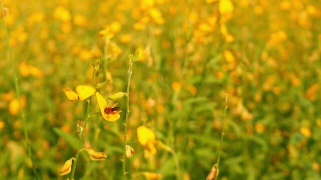 Beautiful yellow sunflower fields