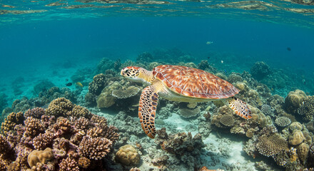 Fototapeta premium Sea Turtle Swimming Over Colorful Coral Reef - Underwater Marine Life in Tropical Ocean