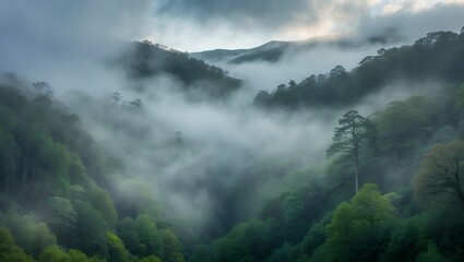 Misty green valley scene with clouds and trees