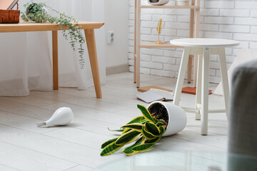 Interior of messy living room with overturned houseplant and broken vase after earthquake