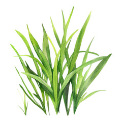 Obraz premium Fresh Green Grass Blades on a White