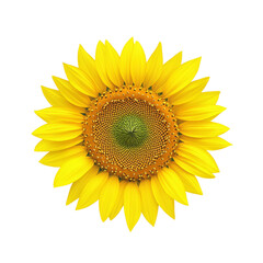 Fototapeta premium Bright and Cheerful Sunflower with Vibrant Petals