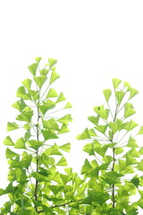 イチョウの新緑　白背景